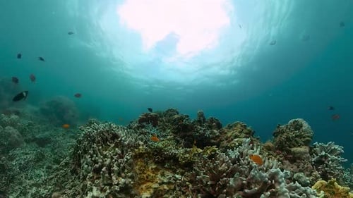 Coral Reef and Colorful Tropical Fish Underwater World