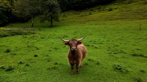 Slovenia Highland Cattle Aerial Drone 5.mp4