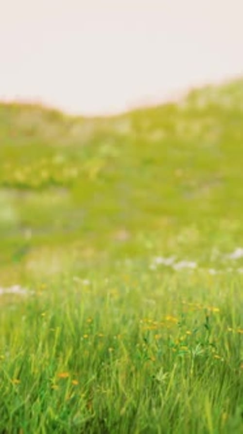 Landscape View of Green Grass on Slope at Sunrise