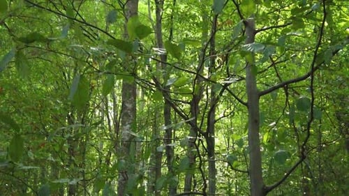 Forest green leaves on tree branches , green scenery