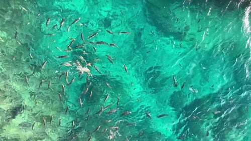 School of Spangled Emperor Fish.