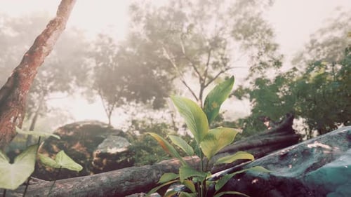 Small Plant Emerging From Rock in Jungle