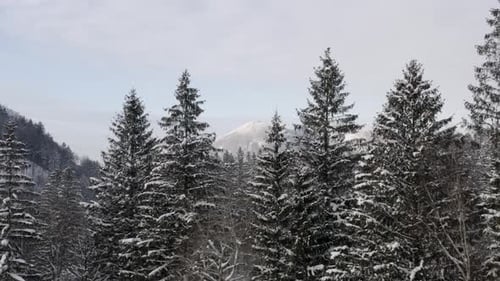 Snowy coniferous forest in mountains in Czechia in winter.