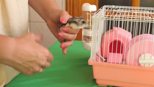 Woman Feeding a Tiny Hamster Near Cage