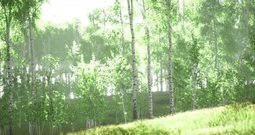 Lush Forest with Vibrant Leaves and Soft Sunlight Filtering Through