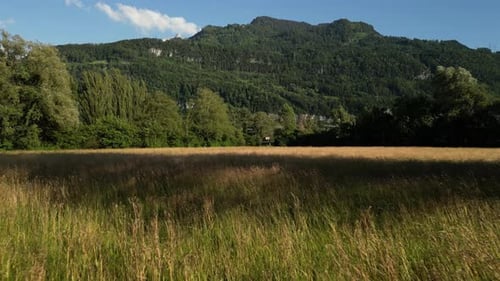 Forest covered mountain, nature hills landscape, grass field walking POV