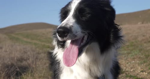Portrait of a Funny Young Black and White Border Collie Against the Background of Autumn Hills in