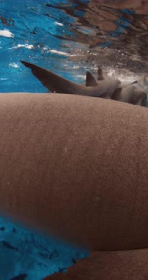 Sharks Swimming in Tropical Blue Sea School of Fish and Sharks Underwater in Ocean Vertical Footage