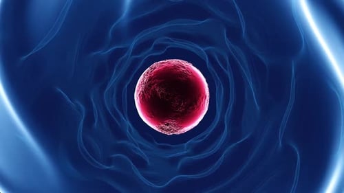 Movement of red bloodstream cells within human blood vessels