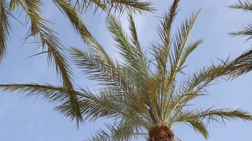Green Palm Tree on Blue Sky Background Tropical Coconut Palm Leaf Trees at Sunlight Advertising