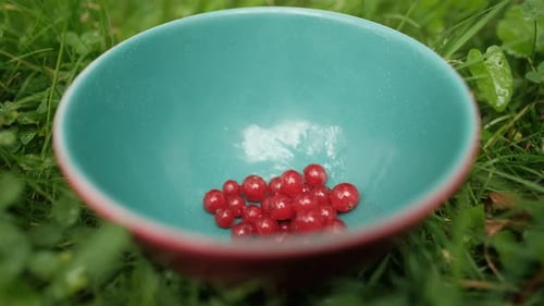 Bowl standing on the ground with red currant inside, close up