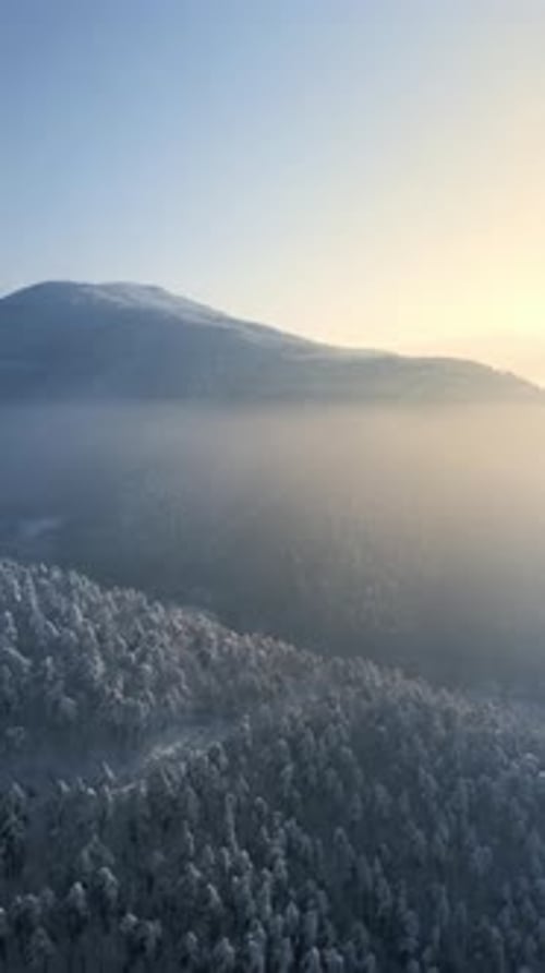 Forêt d'hiver verticale 2K