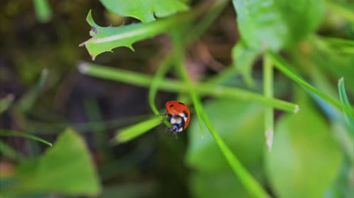 A bright red ladybug crawling on a fresh green leaf