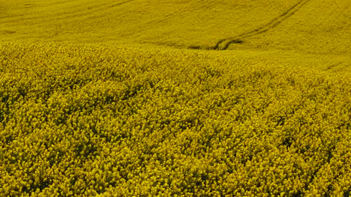 Canola Blooming Across Golden Farming Field in Poland Rapeseed Flowering Over Hilly Cultivated Land