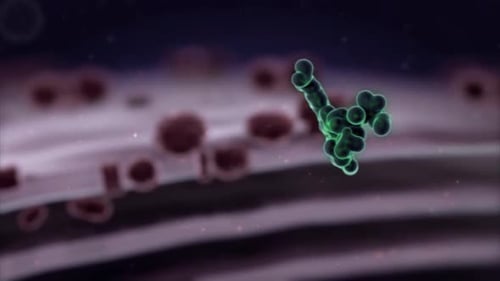 Staphylococcus bacteria cells in microscopic view