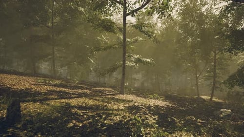 Morning Sun Filters Through a Serene Forest Landscape
