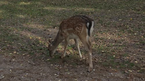 Fawn Grazing Peacefully in Natural Setting