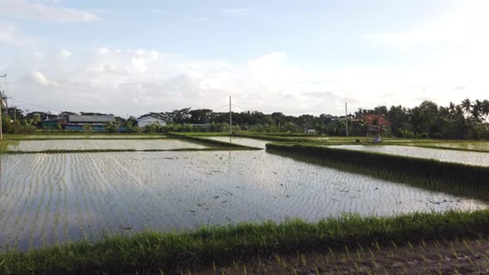Wet Rice Fields Flooded Paddy Floating Cultivation Irrigated Soil, Crop ...