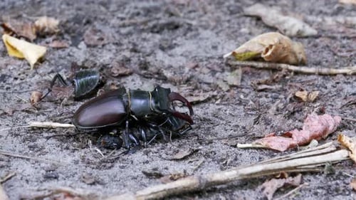 Two Beetles Mating in Their Natural Habitat