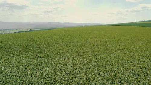 Uma vista aérea revela uma colina adornada com um campo de girassol em flor e um céu nublado.