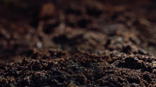 Growing Sprouts Spring Cutting of Plants From the Ground Timelapse