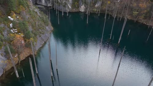 Aerial View of Serene Lake with Submerged Trees Camera Pans Across Scene