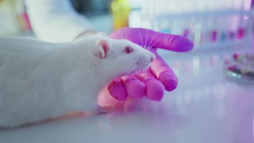 White Rat Being Held by a Gloved Hand