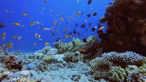 Reef Underwater Coral Garden