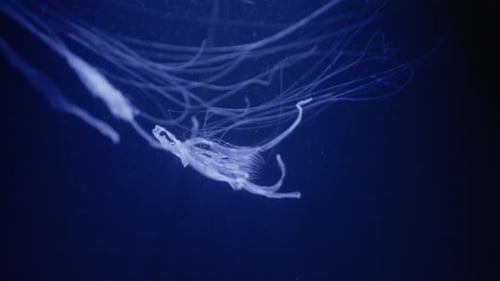 Jellyfish Gracefully Swimming in a Deep Blue Sea