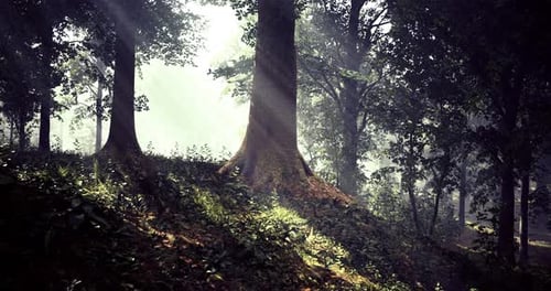 Majestic Sunlight Filters Through Trees in a Serene Forest Setting
