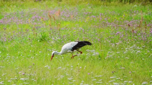 Stork looks for prey, then grabs it, slow motion 250p (10x)