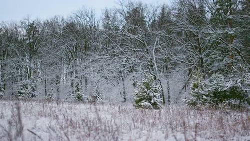 White winter wood covered in fresh snow frozen morning tranquil landscape