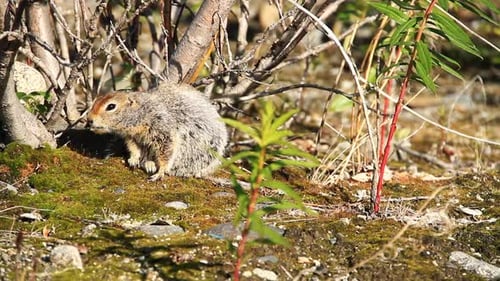 Ground Squirrel Looks Around for Food