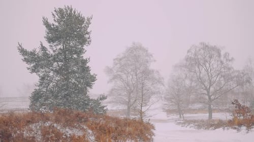 Snow Falling Gently Among Trees in a Winter Landscape