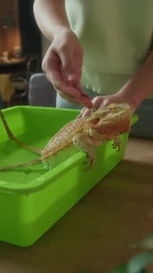 Mains d'une propriétaire versant de l'eau sur un lézard Agama pendant le bain