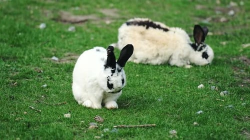 White Rabbits on the Farm