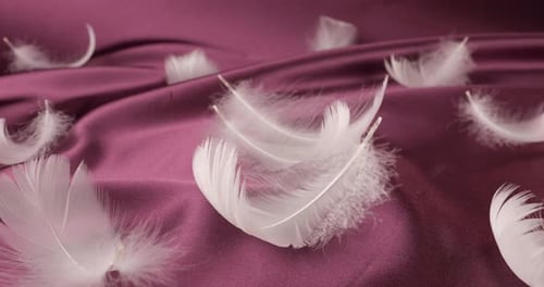 White swan feathers fall on violet plum silk. Slow motion.