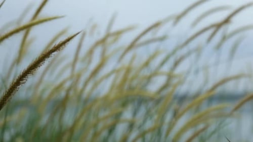 Grass Spikelets, wild plant swaying in the breeze,Steadi shot,focus shift