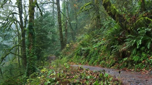 Wide Shot of Moving Through a Lush and Fallen Leaf in Beautiful Autumn Forest in Oregon