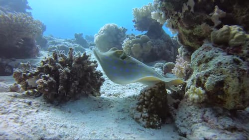 Blue spotted sting ray swimming around a beautiful coral reef in different directions.