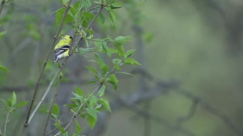 Isolated Shot Of An American Gold Finch, Bird Perched On A Tree Branch