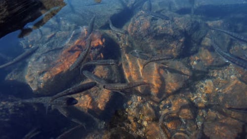 A lot of small fish swimming in crystal clear water in a mountain lake.