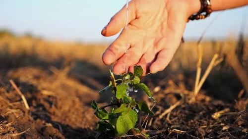 Drops Water Fall on Leaves During Pouring Planted Green Sprout Into Ground Soil at Meadow Caring for