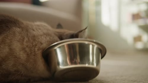 Hungry Cat Eating From Metal Bowl Closeup Scottish Fold Portrait