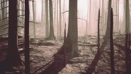 Destroyed Tropical Rainforest in Amazonia