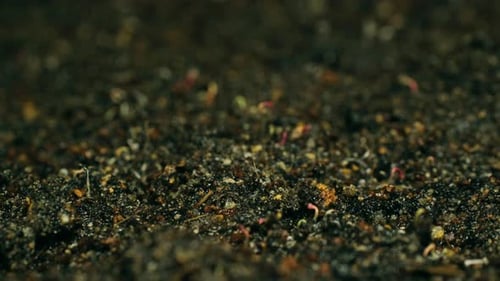 Plants Sprouting in Soil Time Lapse