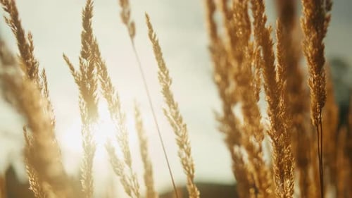 Wheat Field Ears of Wheat Swaying From the Gentle Wind Golden Ears are Slowly Swaying in the Wind