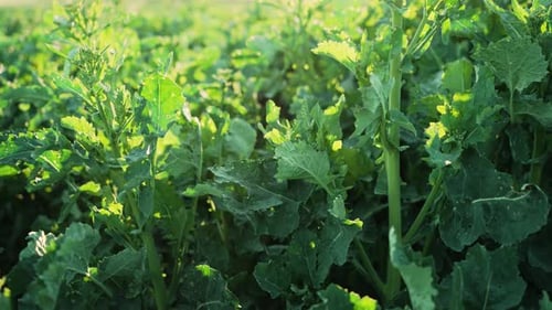 Green Canola Sprouts on Field with Sunset Background Rape Cultivation Agribusiness