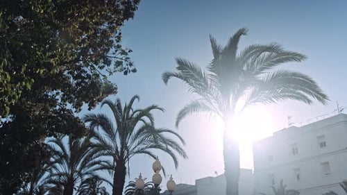 Palm Trees Silhouetted Against a Bright Sky in City