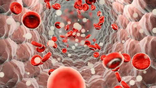 Flow of Red Blood Cells Through Artery